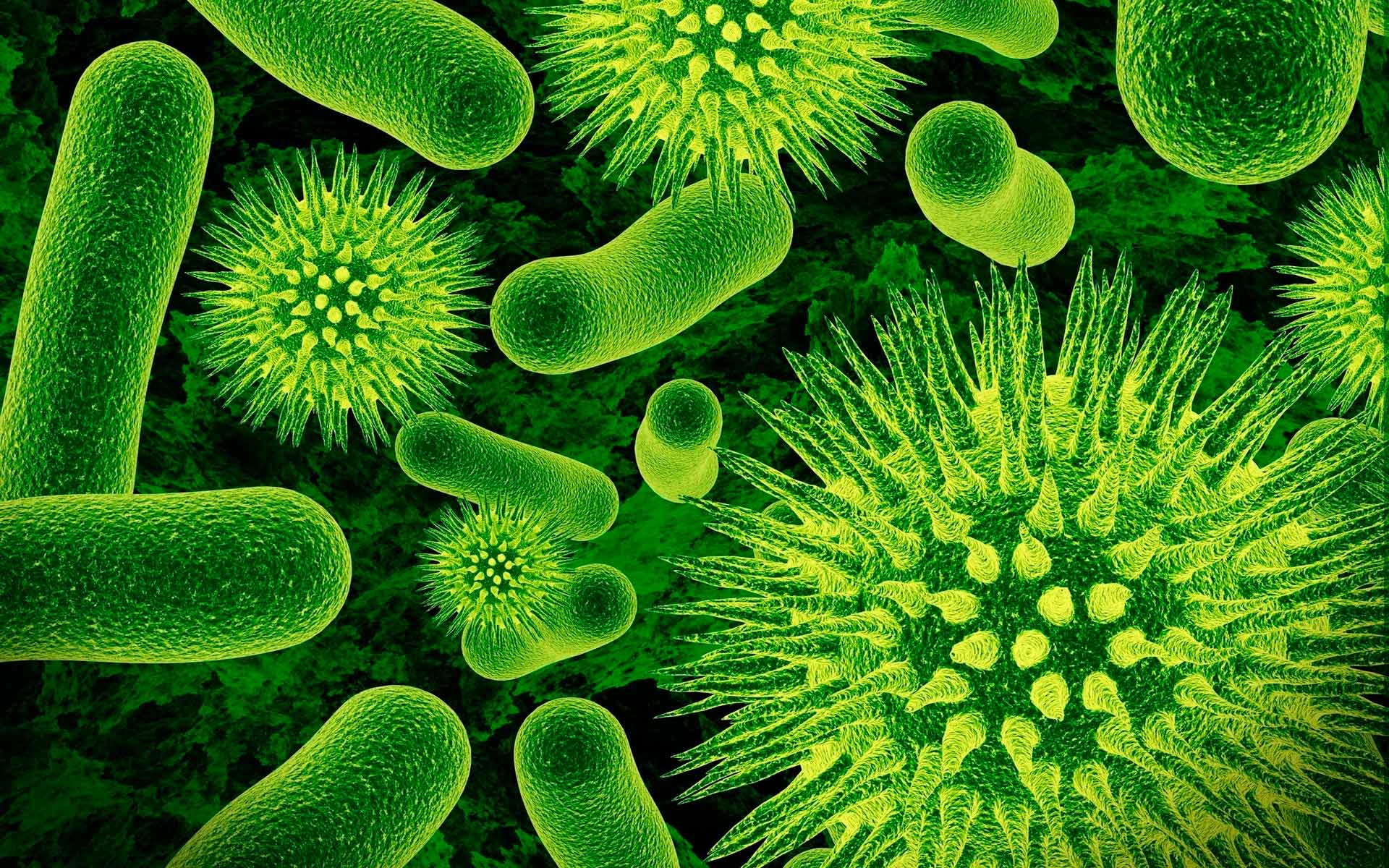 Основные отличия бактерии и вируса